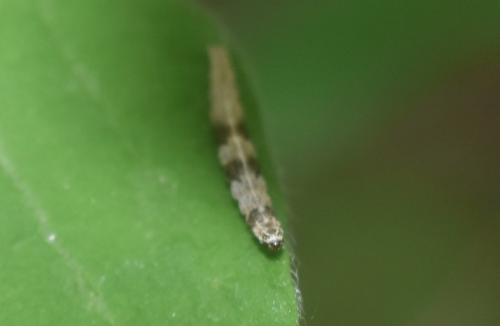 Réf. 328 306 : Ypsolopha nemorella